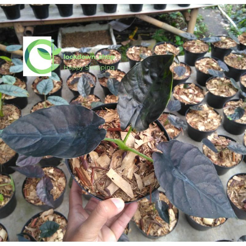 Alocasia Infernalis / Black Indo (RAWATAN)