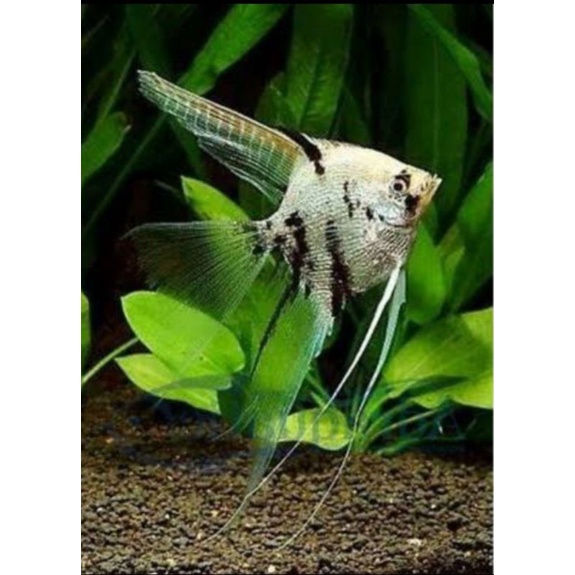 Paket isi 5 ekor Manfish Tricolor slayer uk. 2-3 cm