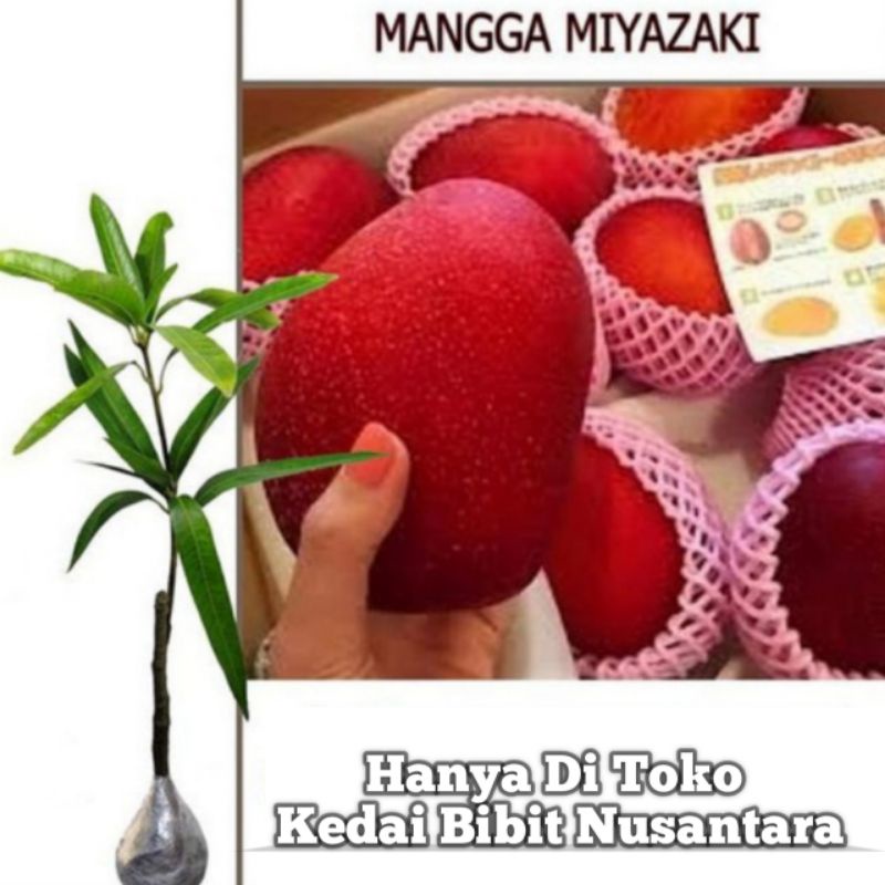 Bibit Mangga Miyazaki Asli