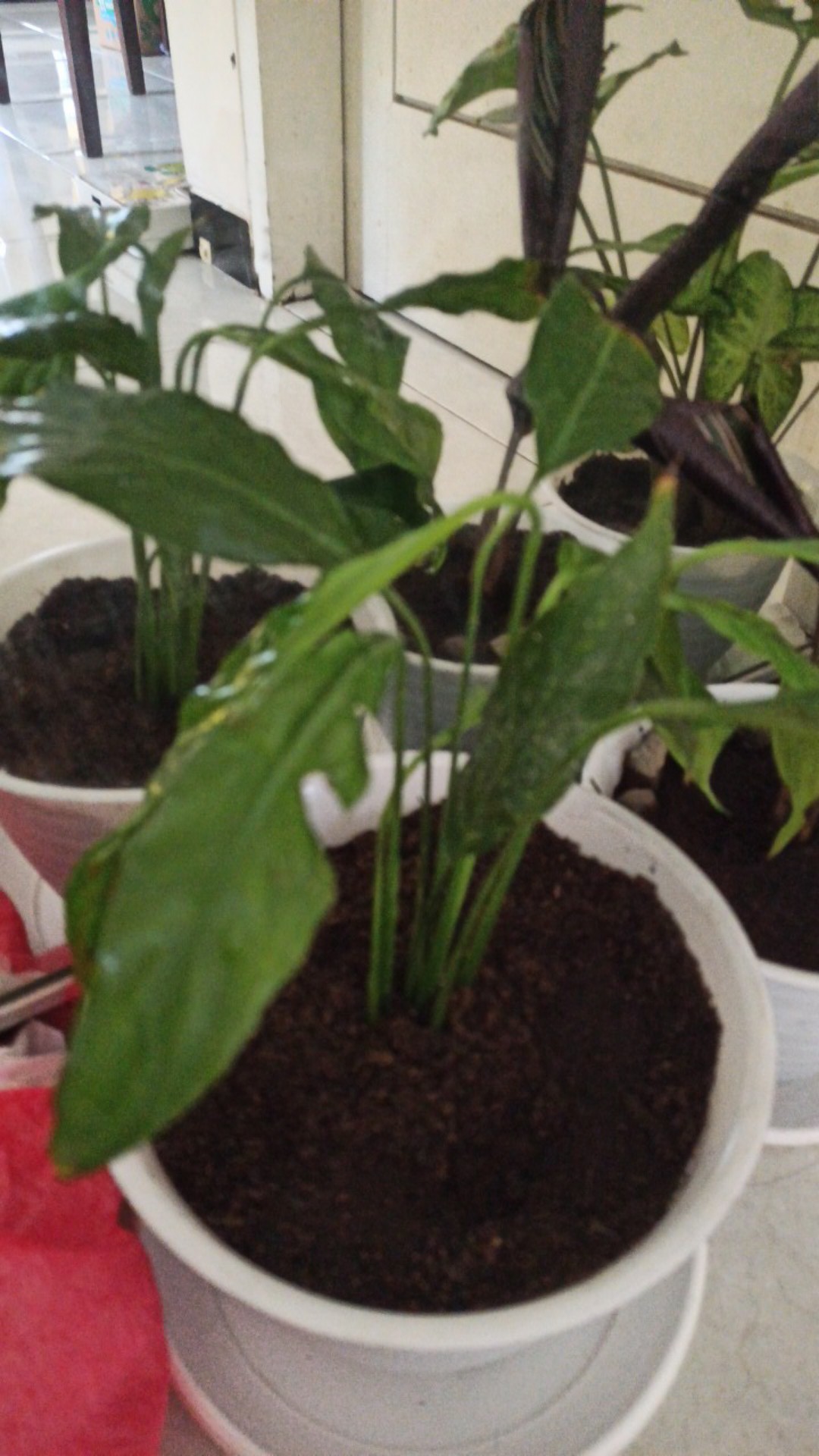 Spatifilum Green/peace Lily Green