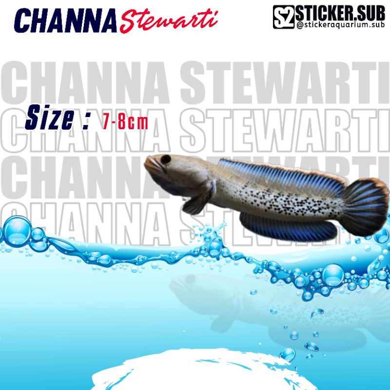 

Channa Stewarti Karbi 6-7cm full dot Hanya Instant