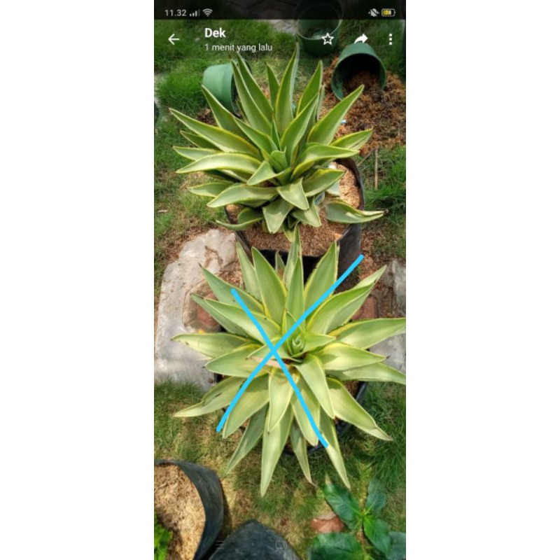 AGAVE SILVER JUMBO