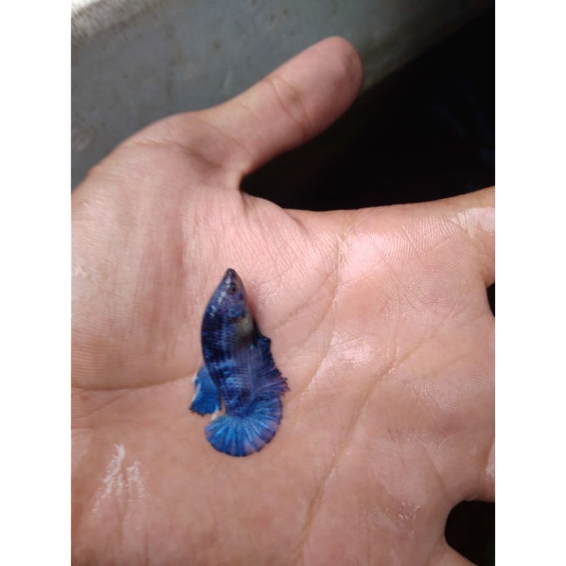 

ikancupang bluerim