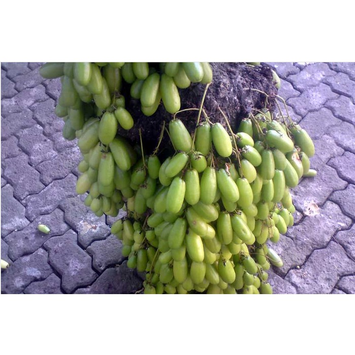 biji benih buah belimbing wuluh sayur 10 biji-1