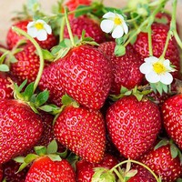 Benih Bibit Biji - Tanaman Buah Strawberry Merah Red Strawberry Seeds - IMPORT