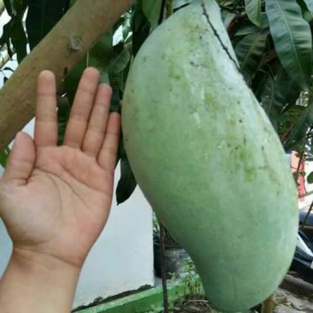 Entres mangga Mahatir super