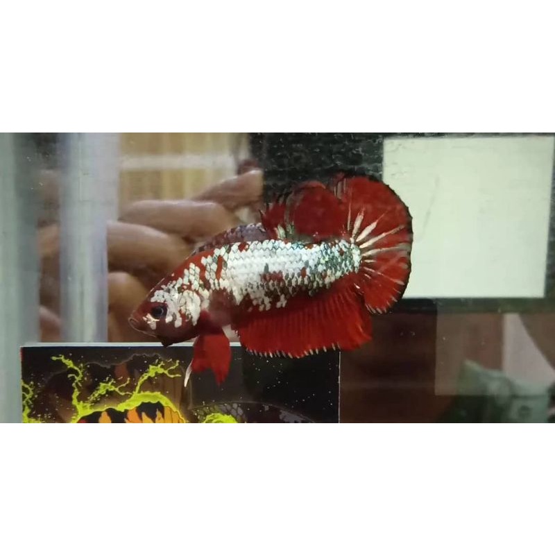 Cupang Red Koi Cooper / IRONMAN