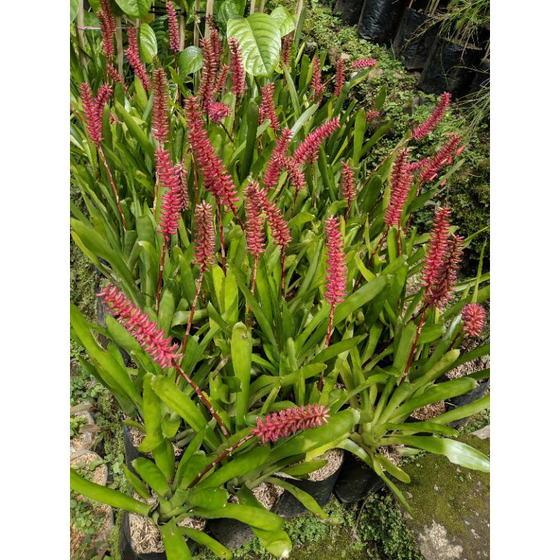 Tanaman Hias Bromelia hijau