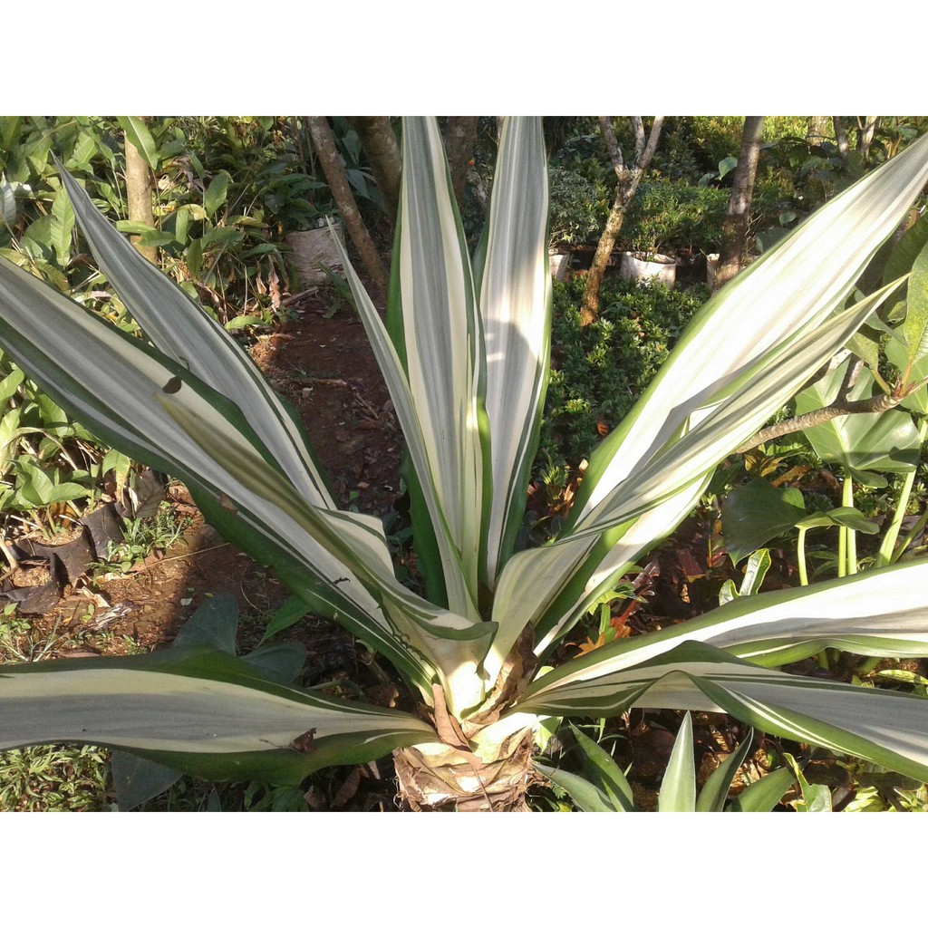 pohon agave | tanaman agave