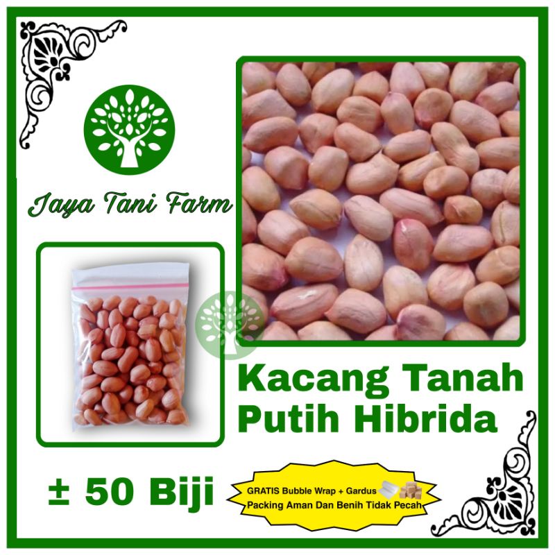 Jual 50 Biji Benih Kacang Tanah Putih Hibrida / Bibit Kacang Tanah