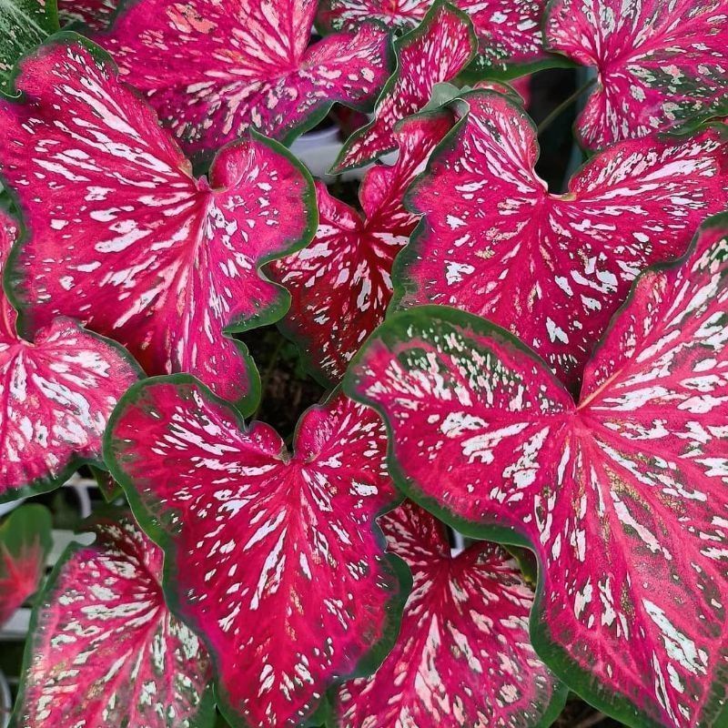 TANAMAN HIAS CALADIUM WORTON KELADI WORTON