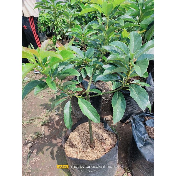 bibit Pohon Buah alpukat Miki / alpukat mentega batang besar