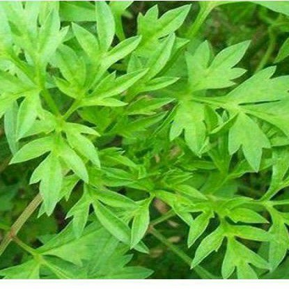 Bibit Kenikir siap tanam / Bibit Kenikir /  Pohon Kenikir Sayur / Bibit Mitir