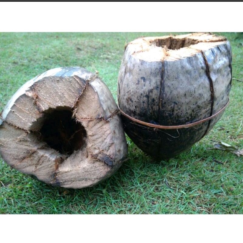 sabut / serabut kelapa utuh untuk media tanam