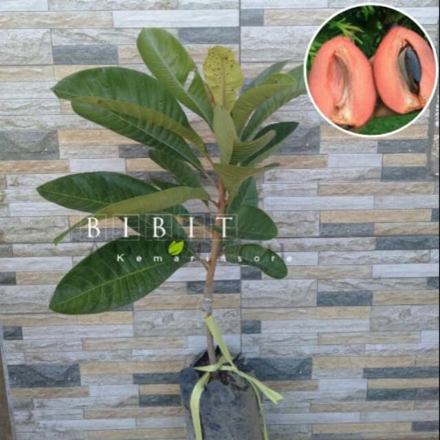 Bibit Mamey Sapote Magana Buah Jumbo Super Genjah