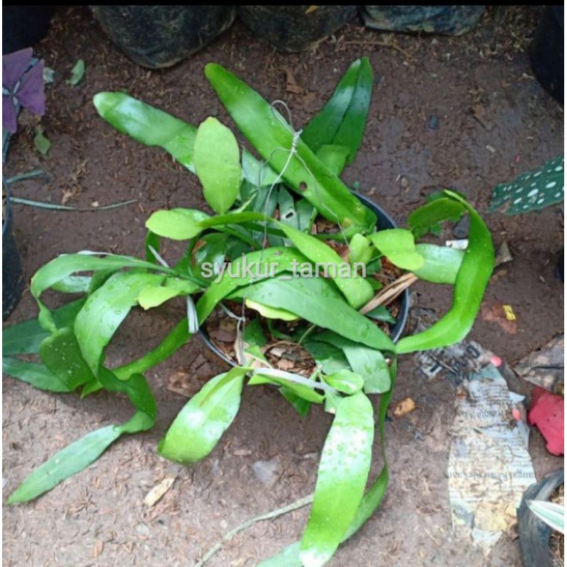 tanaman hias wijaya kusuma daun besar/pohon wijaya kusuma