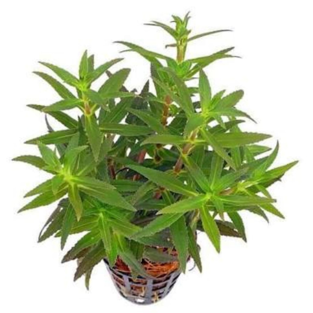 Tanaman aquascape  limnophila  aromatica  murah Shopee 