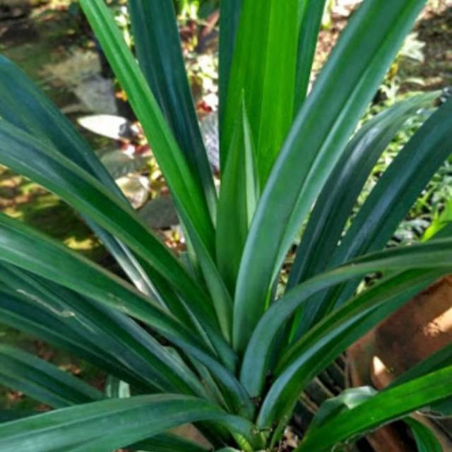

Daun pandan segar