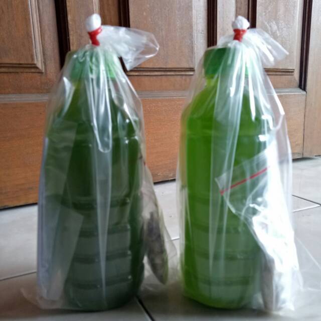 Bibit kultur chlorella untuk pakan kutir