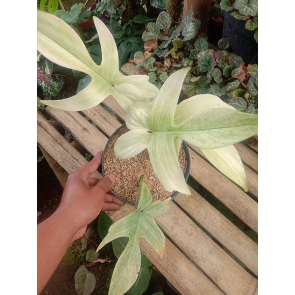 philodendron florida ghost mint