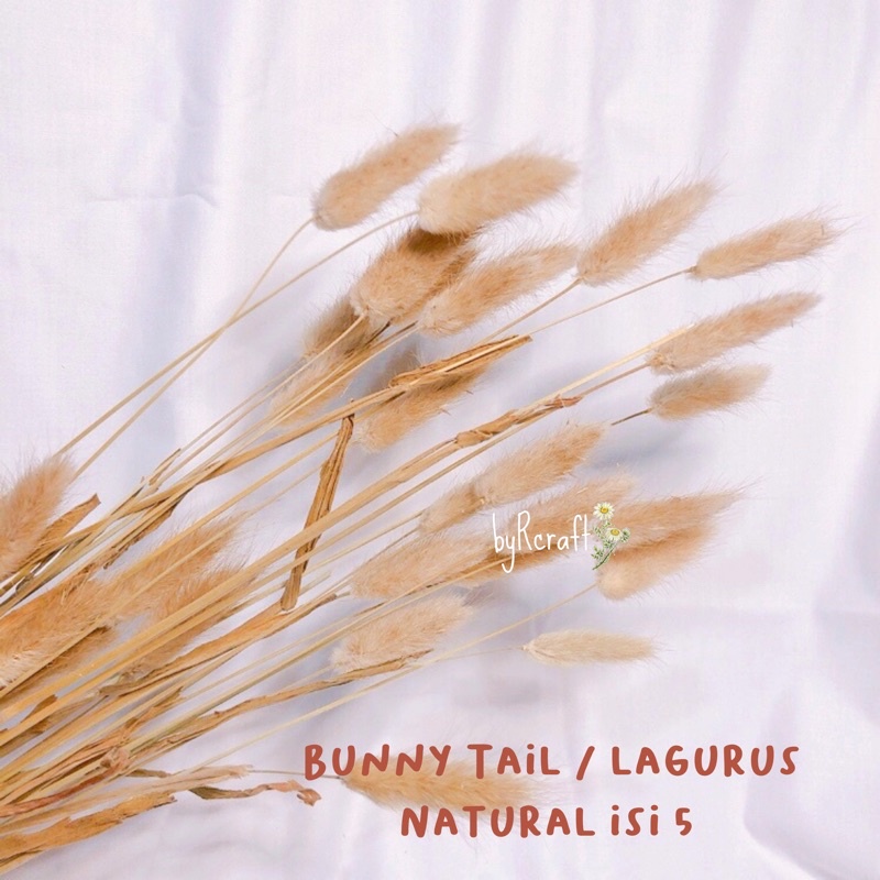 Bunny Tail Lagurus / Bunga Kering Lagurus