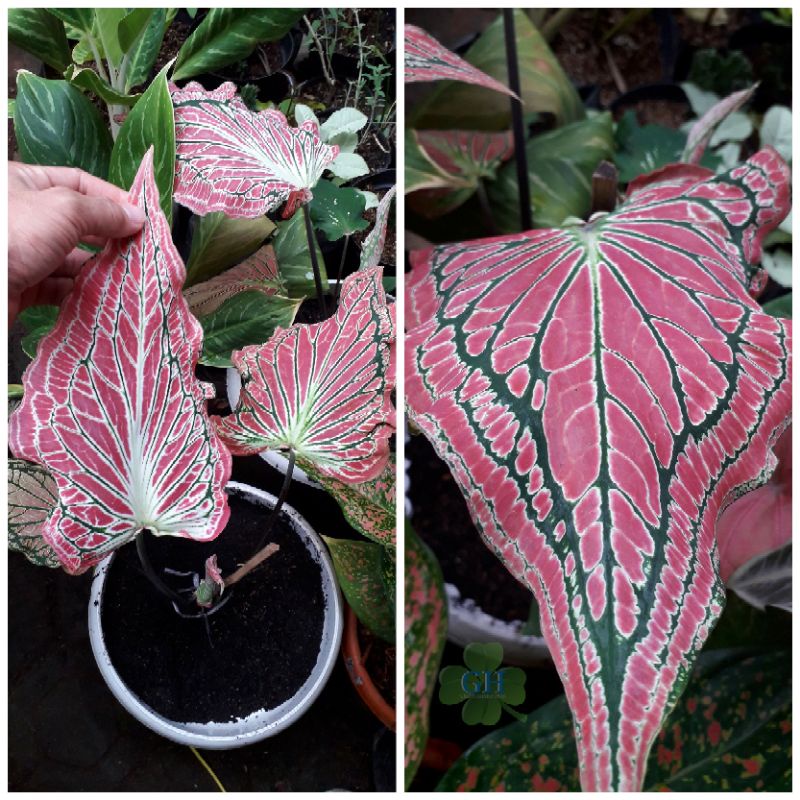 Tanaman Hias Keladi Wayang Thai Beauty Caladium Pink Bicolor Redstar