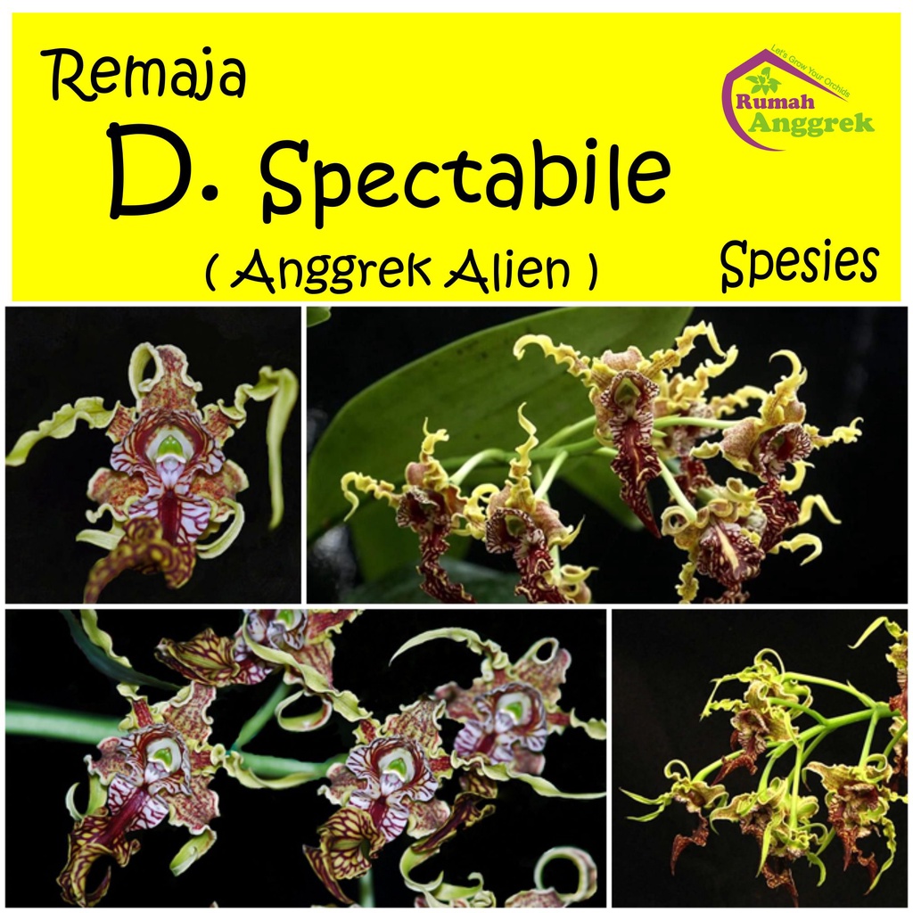 Anggrek Dendrobium Spectabile Remaja dendro alien galaxy spectabil spektabil raja keriting melintir 