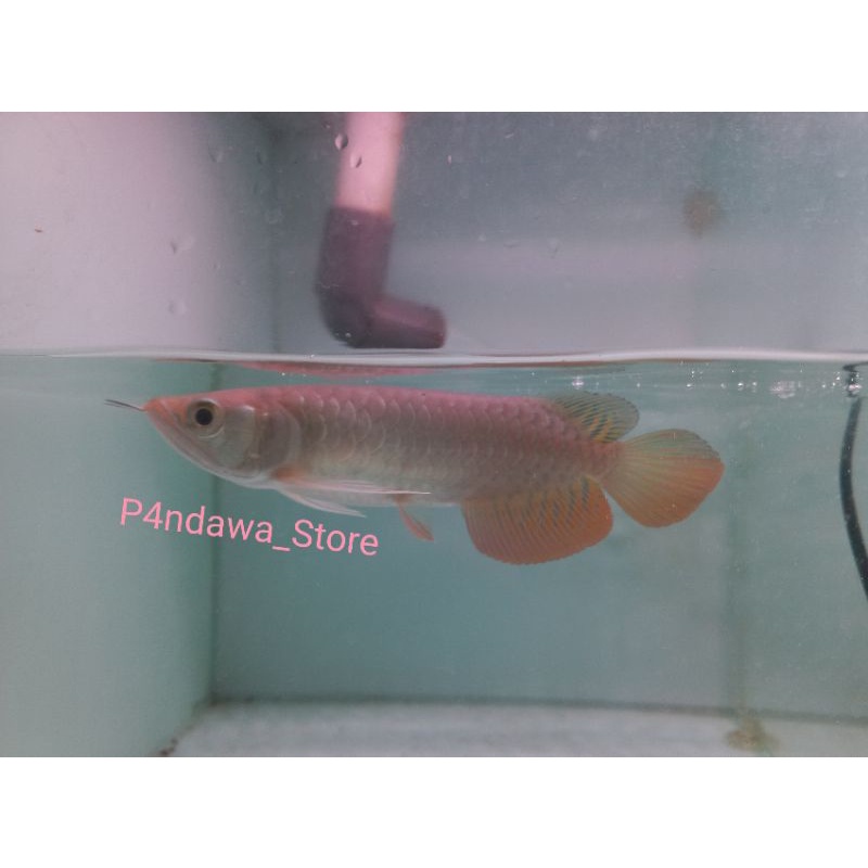 Sport Sistem Produk Golden Red High Back 20 Cm Sertifiikat . .