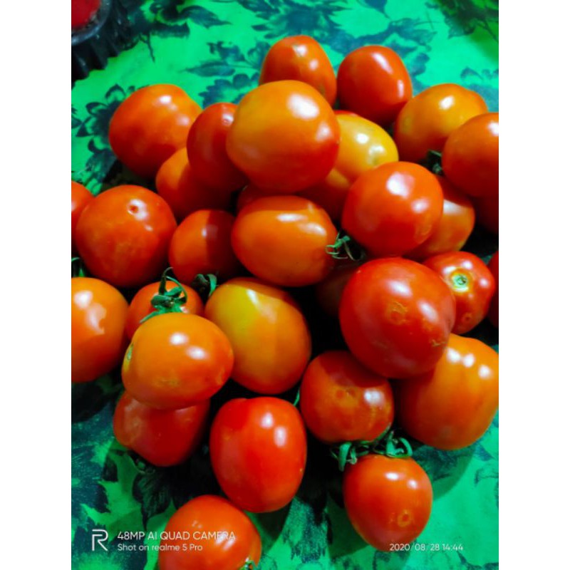 

Tomat Lokal/Sedang/Jumbo/Fresh/Murah Meriah/1kg