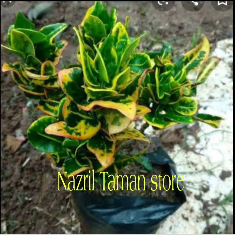 Tanaman hias puring jengkol / Bibit tanaman puring jengkol