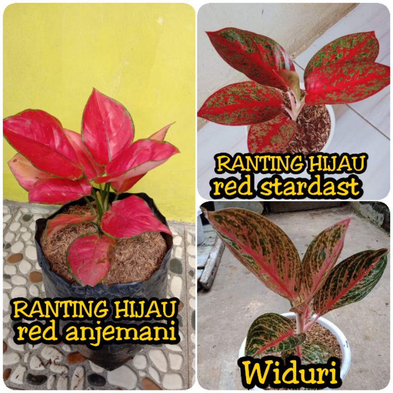 paket 3 bunga aglonema red anjemani red stardast Widuri (red Stardust stardas -red anjamani)