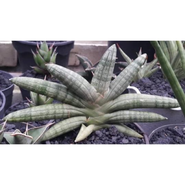 Sansevieria Boncel