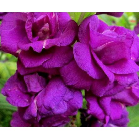 Sale Bibit Tanaman Bunga Pacar Air Impatiens Balsamina Linn Purple Terbaru Shopee Indonesia