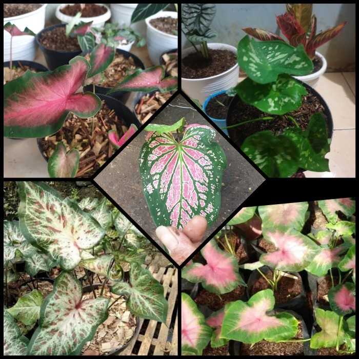 Tanaman Hias Paket Special 5 Keladi Cantik