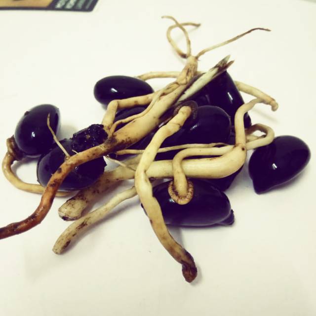 

BBIT AREN TUNAS KECAMBAH SIAP TANAM /1kg