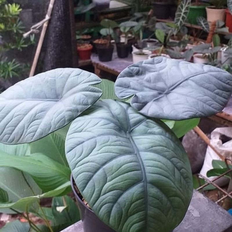 alocasia Melo badak Kapuas real pict / Melo badak rawatan