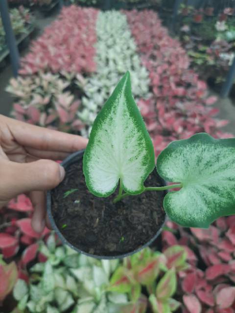 Tanaman Hias Caladium White Knight Keladi White Knight Kaladium Murah Shopee Indonesia