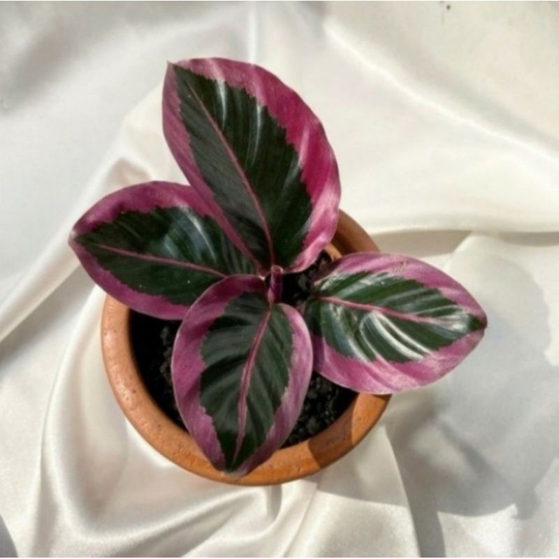 tanaman hias calathea sintia pink