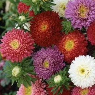 Bibit Benih Seeds Biji Bunga ASTER POWDER PUFF Tahan Bibit Benih Seeds Biji Bunga ASTER POWDER PUFF Tahan