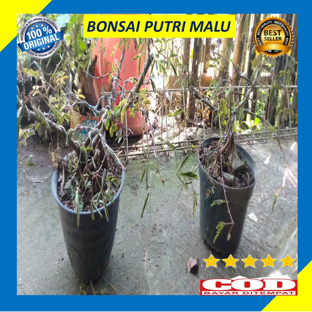 Bonsai Pohon Putri Malu Tanaman Hias