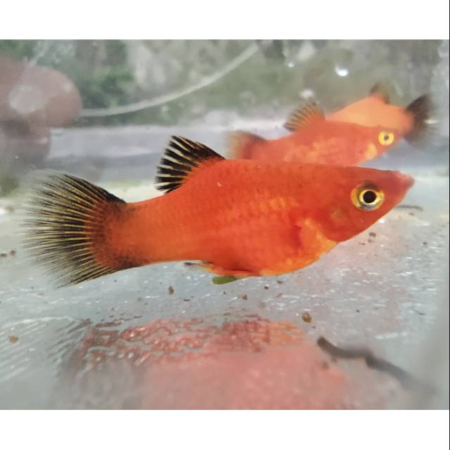 Ikan Hias Platy coral / Platy merah