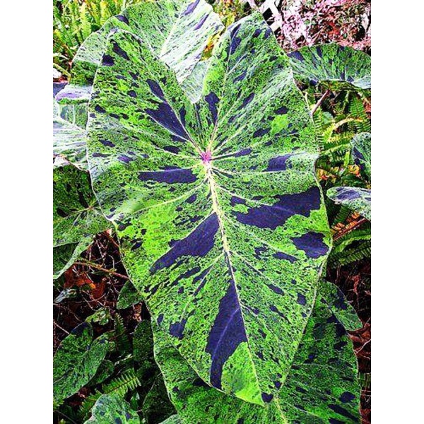 Colocasia Mojito