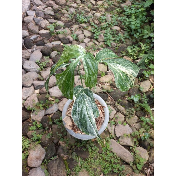 Amydrium Zippelianum Variegata / Amydrium Varigata