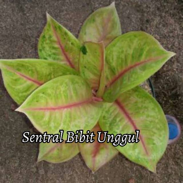 Bibit bunga AGLONEMA GOLDEN SIAM