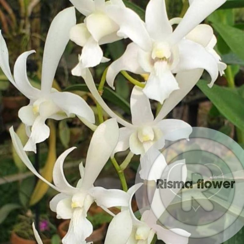 PROMO MURAH Tanaman hias pohon anggrek dendrobium Caesar white dewasa sudah spike / bunga anggrek de