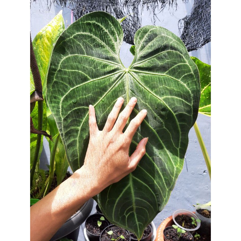 anthurium magnificum hybrid jumbo