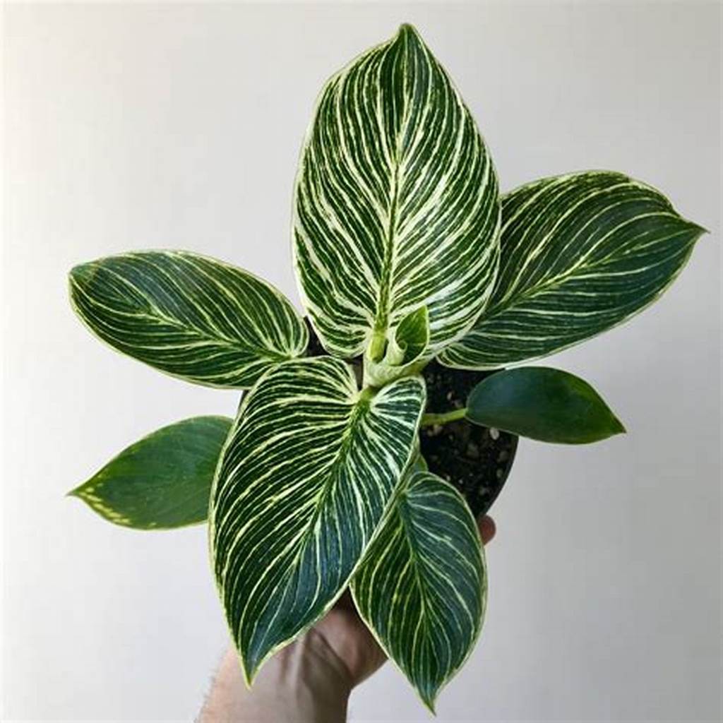 PHILODENDRON BIRKIN, PHILO BIRKIN, philo berkin