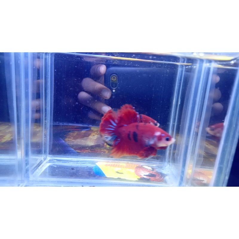 Ikan cupang koi galaxy