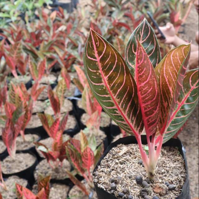 Bunga pride of sumatra/red sumatra/POS.