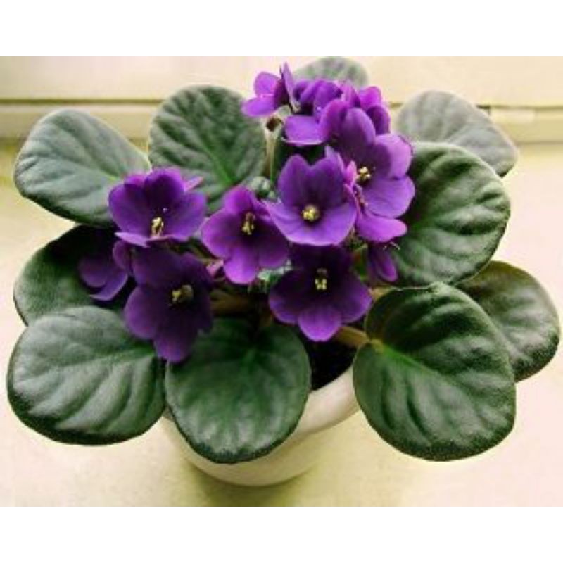 Tanaman Hias Begonia Violces Ungu/Begonia Mawar Ungu/Bunga Bertumpuk Ungu